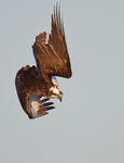 Osprey in a Dive