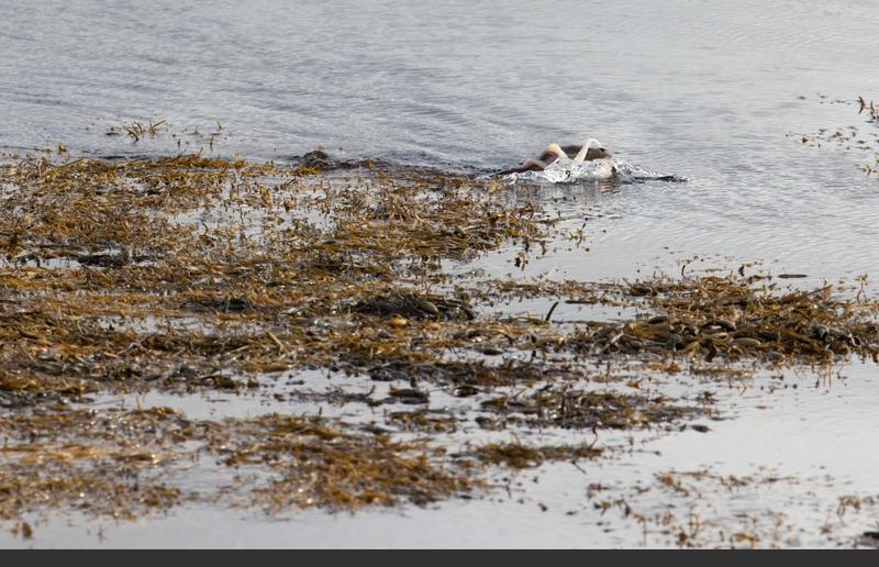 Eurasian Otter - Isle of Mull - Scotland