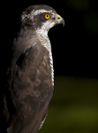 GOSHAWK