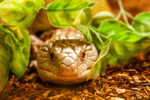 skink-0362