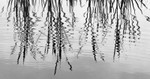 Ripple Reeds
