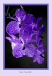 Vanda 'Sansai Blue'