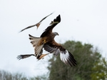Red Kite