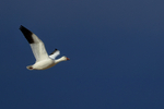 Snow Goose flying, dark sky, Bosque del Apache, New Mexico