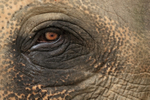 Male Asian Elephant eye, Cambodia