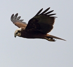 Marsh Harrier