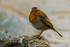 Robin