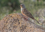 Cretzchmar's Bunting