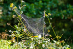 spider web-8096