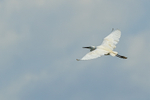 Little Egret in flight, Gao Giong, Vietnam