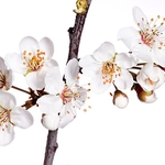 Wild Cherry (Prunus avium)