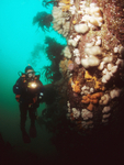 Diver observes wall reef 2