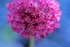 Allium Aflatunense