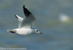 Mouette rieuse