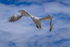 In the world of Gannets