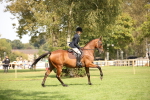 S64 - Riding Horse & Hack & Thoroughbred Ridden portfolio