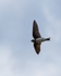 20110619-IMG_4721