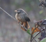 Jungle Babbler