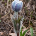 Alpine Pasque flower (Pulsatilla alpina subsp millefoliata)