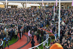 130326-Race 5-Gaelic Warrior-2924
