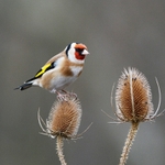 Goldfinch