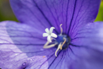 ANT_8842-1