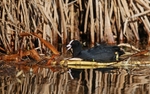 Coot