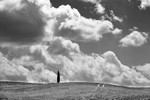 Lone tree - Tuscany