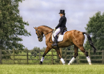 Dressage Warm Up
