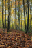 Autumn Beech Leaves
