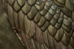 Shag Plumage