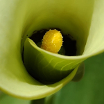 Calla Lily