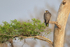 Peregrine Falcon perched in a tree, Blue Cypress Lake, Florida