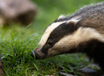 BADGER 9