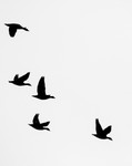 RSPB Titchwell 25Sep24-43