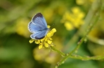 Holly Blue