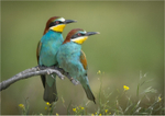 Print - Silver - Charlie Kidd - Pair of Bee-Eaters