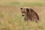 Grizzly Bear cub sat in grass, Silver Salmon Creek, Alaska