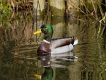 Mallard