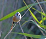 Bearded Tit