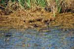 Common Snipe