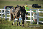 Hursley Hambledon Hunt Point-to-Point 01/12/19 portfolio