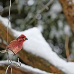 Purple Finch (male)
