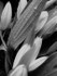 Lily Bouquet (b&w)