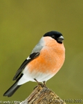 Bullfinch-3860