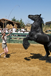 Prancing Horse