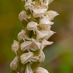 Dense-flowered orchid (Neotinea maculata also N. intacta)