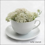 Wild Carrot