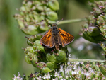 Large Skipper