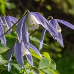 Alpine Clematis (Clematis alpina)